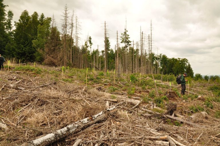 Neupflanzung nach Fichten-Kalamität im hessichen Reinhardswald, HessenForst, Juni 2025 © Christoph Nowicki Neupflanzung nach Fichten-Kalamität im hessichen Reinhardswald, HessenForst, Juni 2025 © Christoph Nowicki