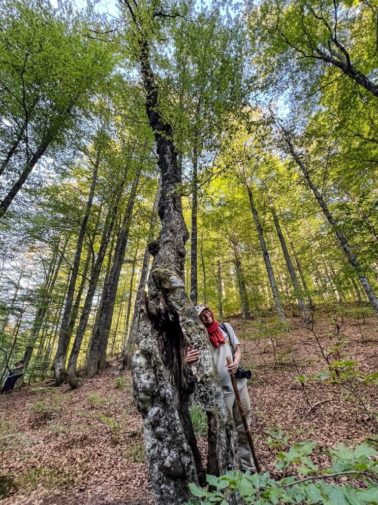 Fauler Ort, Biosphärenreservat Schorfheide-Chorin, Brandenburg, 2024 © Anna Warnow Baumkronen im Faulen Ort im Biosphären Reservat Schorfheide-Chorin in Brandneburg, 2024