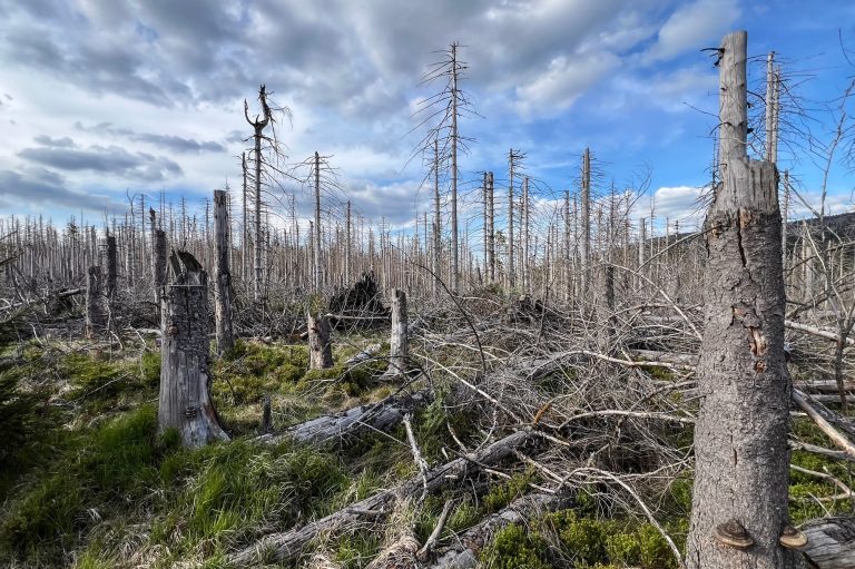 Hektarweise abgestorbene Fichten im Harz nach den Dürrejahren 2018-2020, Juni 2025, © Anna Warnow Hektarweise abgestorbene Fichten im Harz nach den Dürrejahren 2018-2020, Juni 2025, © Anna Warnow