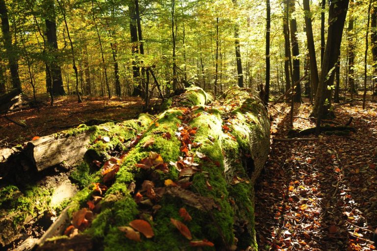 Totholz im NSG Heilige Hallen, 2024 © Christoph Nowicki Totholz fungiert im Wald als wichtiger Wasserspeicher, NSG Heilige Hallen, 2024