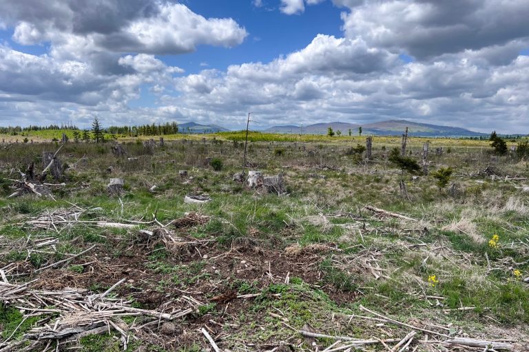 Beräumte Flächen des Landesforstbetrieb Sachsen-Anhalt bei Königshütte im Oberharz, 2025 © Anna Warnow Kahle, beräumte Hochflächen des Landesforstbetrieb Sachsen-Anhalt bei Königshütte im Oberharz, Mai 2025