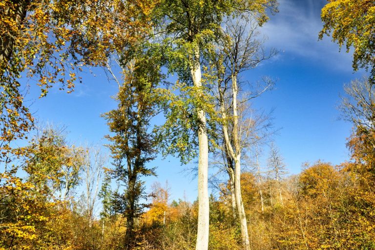 Stark aufgelichtete, "heißgeschlagene" Altbuchenbestände im FFH-Gebiet Wälder bei Feldberg in MV, Okt 2024, © Christoph Nowicki Stark aufgelichtete, "heißgeschlagene" Altbuchenbestände im FFH-Gebiet Wälder bei Feldberg in MV, Okt 2024, © Christoph Nowicki